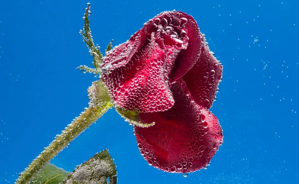 Roos in het water op een blauwe achtergrond — Stockfoto