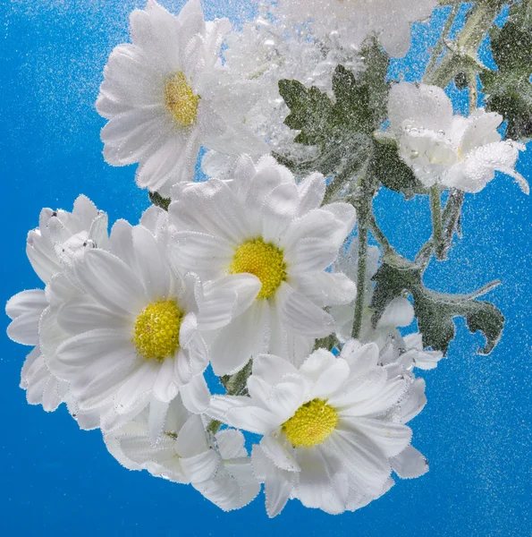 Chrysanthème blanc avec gouttes d'eau — Photo
