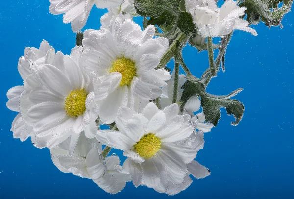 Chrysanthème blanc avec gouttes d'eau — Photo