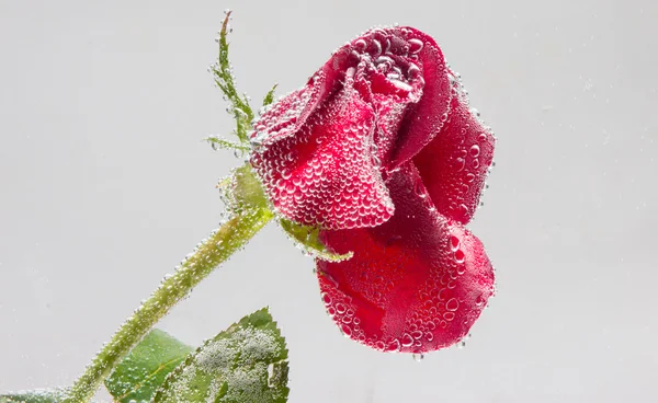 Rosa in acqua su fondo bianco — Foto Stock