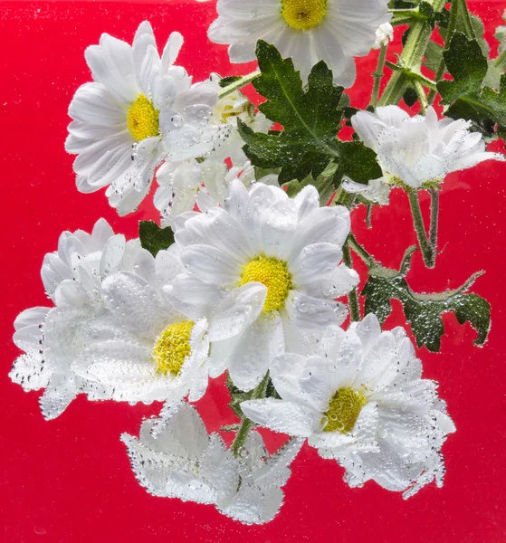 Белая хризантема с капельками воды — стоковое фото