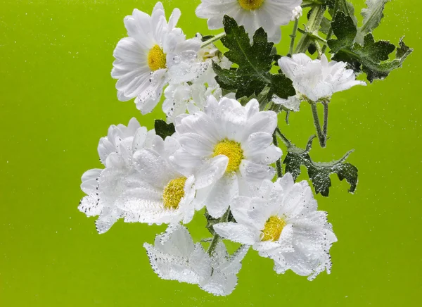 Chrysanthème blanc avec gouttes d'eau — Photo