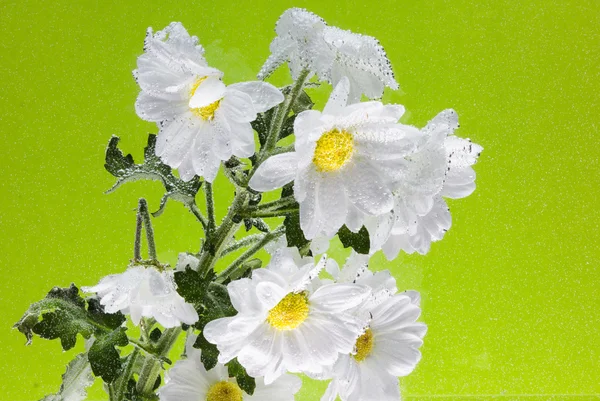 Chrysanthème blanc avec gouttes d'eau — Photo