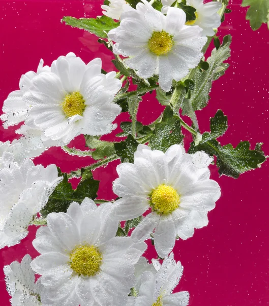 Белая хризантема с капельками воды — стоковое фото