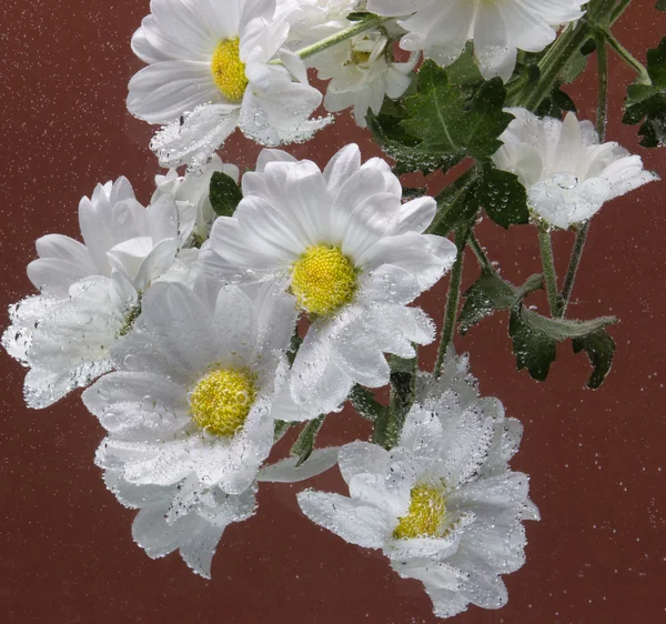 Crisantemo blanco con gotas de agua —  Fotos de Stock