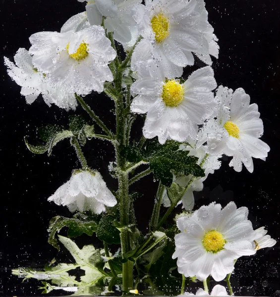 Chrysanthème blanc avec gouttes d'eau — Photo