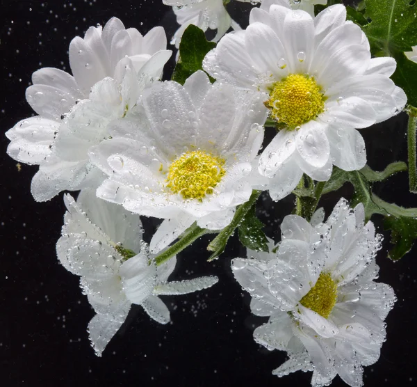 Crisantemo blanco con gotas de agua —  Fotos de Stock