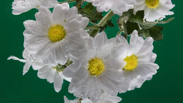 Des gouttes de rosée sur une camomille — Photo