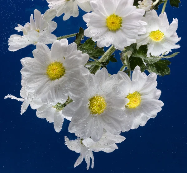 Des gouttes de rosée sur une camomille — Photo