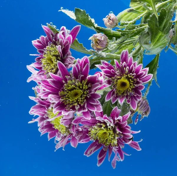 Gouttes de rosée sur un chrysanthème — Photo