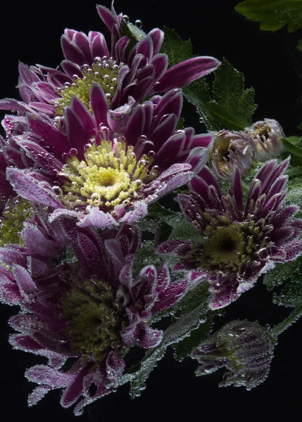 Gouttes de rosée sur un chrysanthème — Photo
