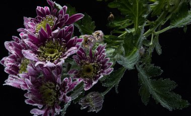 bir Kasımpatı üzerinde çiy damlaları