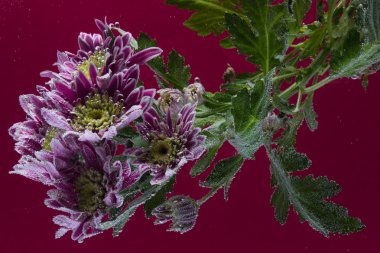 bir Kasımpatı üzerinde çiy damlaları