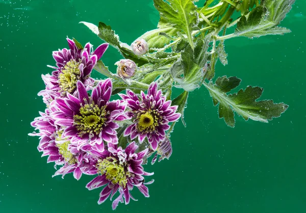 Gouttes de rosée sur un chrysanthème — Photo