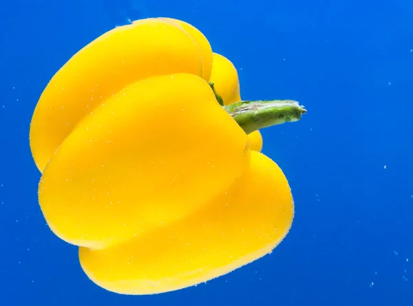 Bell Yellow Pepper Blue Background — Stock Photo, Image