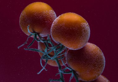 Su damlası ile taze domates demet. Parlak arka planda yalıtılmış. 