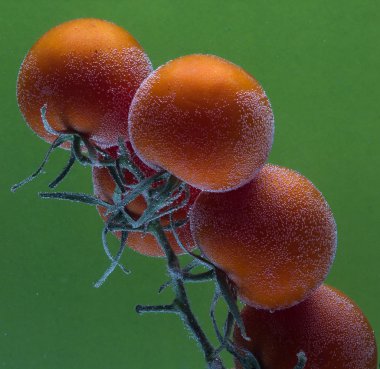 Su damlası ile taze domates demet. Yeşil arka planda yalıtılmış. 