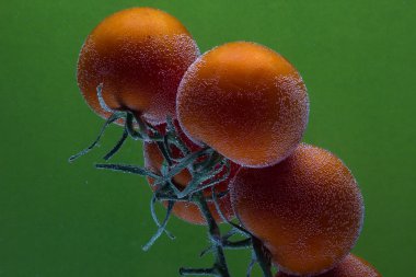 Su damlası ile taze domates demet. Yeşil arka planda yalıtılmış. 