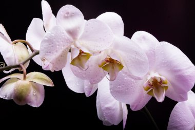 Siyah arkaplanda beyaz orkide
