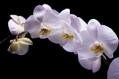 Siyah arkaplanda beyaz orkide