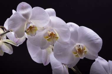 Siyah arkaplanda beyaz orkide
