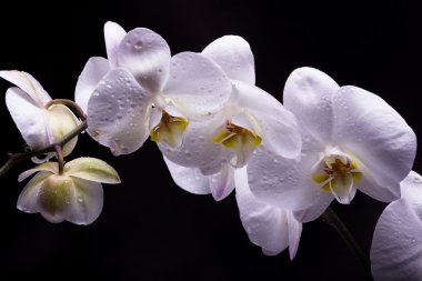 Siyah arkaplanda beyaz orkide