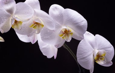 Siyah arkaplanda beyaz orkide