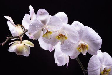 Siyah arkaplanda beyaz orkide