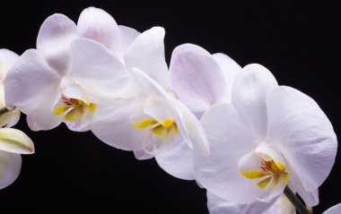 Siyah arkaplanda beyaz orkide