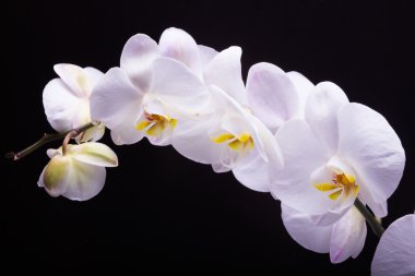 Siyah arkaplanda beyaz orkide