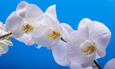 mavi bir arka plan üzerinde beyaz orkide