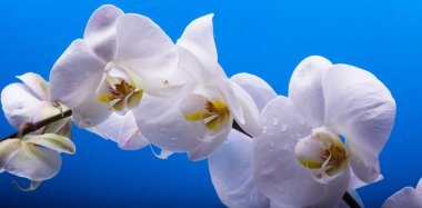 mavi bir arka plan üzerinde beyaz orkide