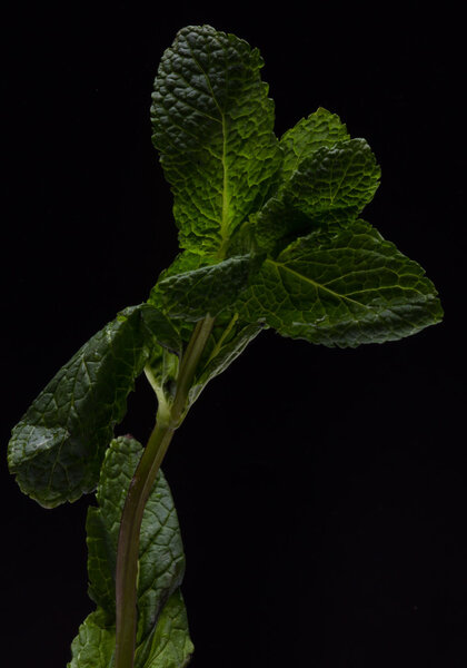 Fresh raw mint leaves isolated