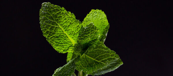 Fresh raw mint leaves isolated