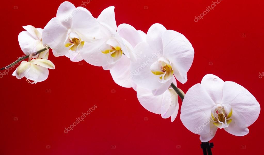 White orchid on a red background