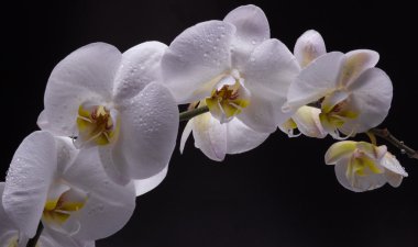 izole siyah üzerine beyaz orkide