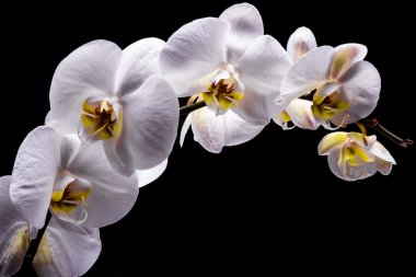 izole siyah üzerine beyaz orkide