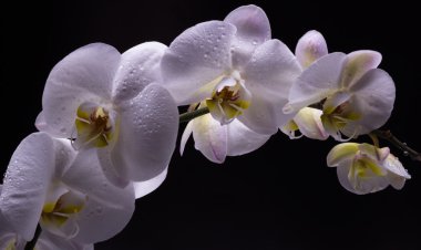 izole siyah üzerine beyaz orkide