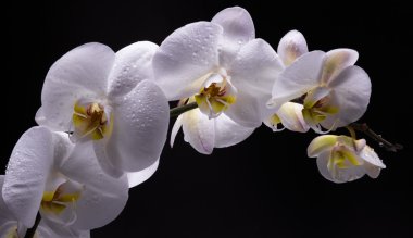 izole siyah üzerine beyaz orkide