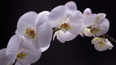 izole siyah üzerine beyaz orkide