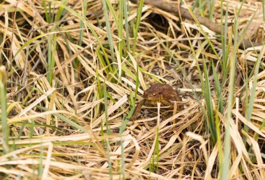 Kurbağa çim zeminde