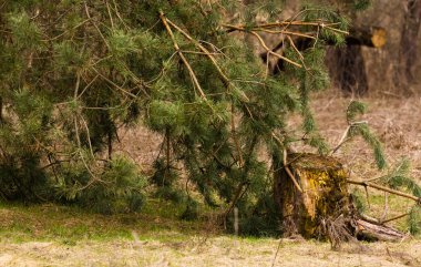 yanmış Çam ağaç kütüğü