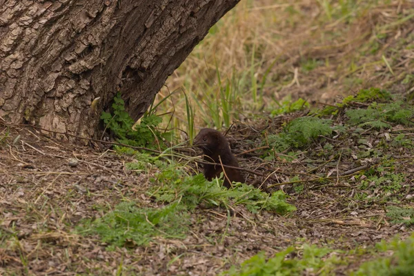 Weasel hiding in tall grass — Stock Photo, Image