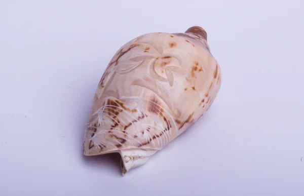 Sea shell  on the white background — Stock Photo, Image