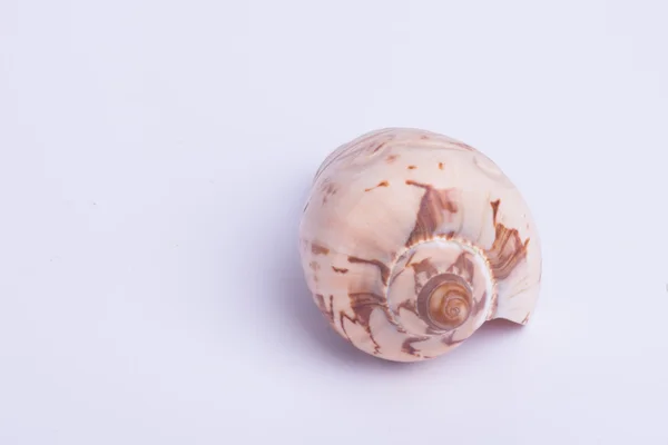 Sea shell  on the white background — Stock Photo, Image