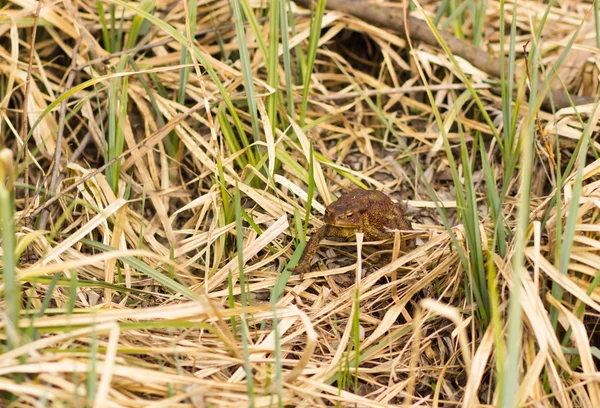 Rana sul terreno erba — Foto Stock