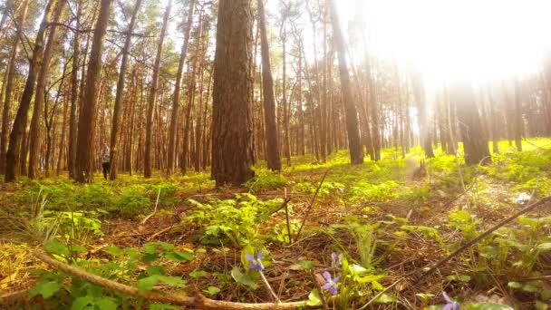 Esquilos brincam na floresta de primavera, sequência — Vídeo de Stock