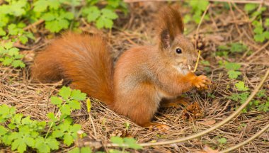 Sincap kırmızı kürk komik hayvanlar orman arka plan vahşi doğa hayvan üzerinde tematik bahar