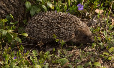 Genç kirpi doğal yaşam alanında.