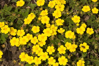 arka plan sarı çiçek